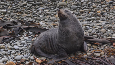 Oamaru fur seal
