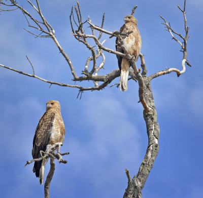 Whistling Kites