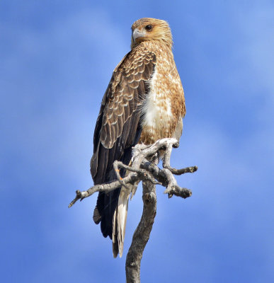 Whistling Kite