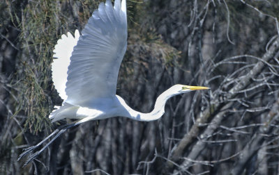 Flight of the Egret