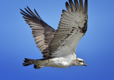 The wings of an Osprey