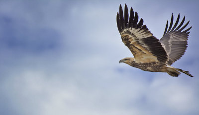 Peel Sea Eagle