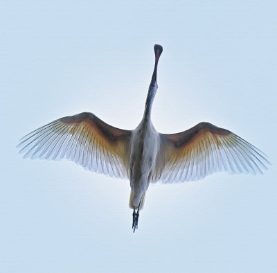 Spoonbill plumage