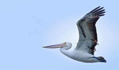 Upbeat pelican!!!