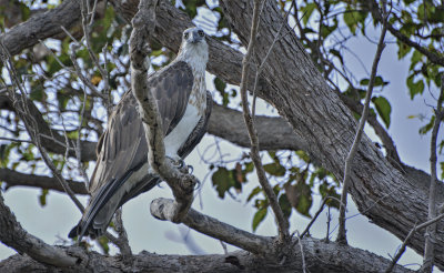 Kalgan River Osprey