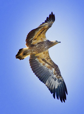 Juvenile White-bellied Sea Eagle