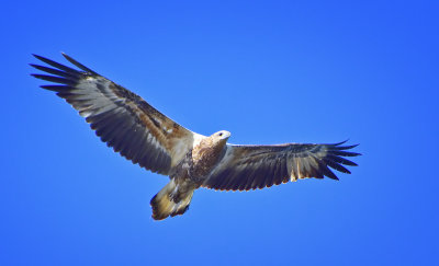 White -bellied Sea Eagle (juvenile)