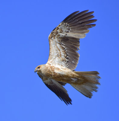 Whistling Kite