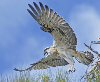 A fledgling Osprey takes flight.