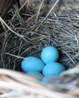 The Blue Bird Have Lay Her Eggs