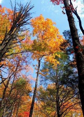 Fall Colors At Stone Mt State Park