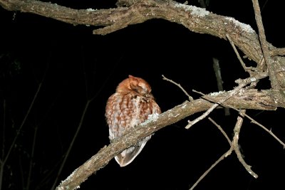 Some nights the Owl in this Tree going down to the tetscope 