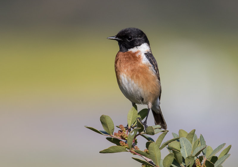 Stonechat