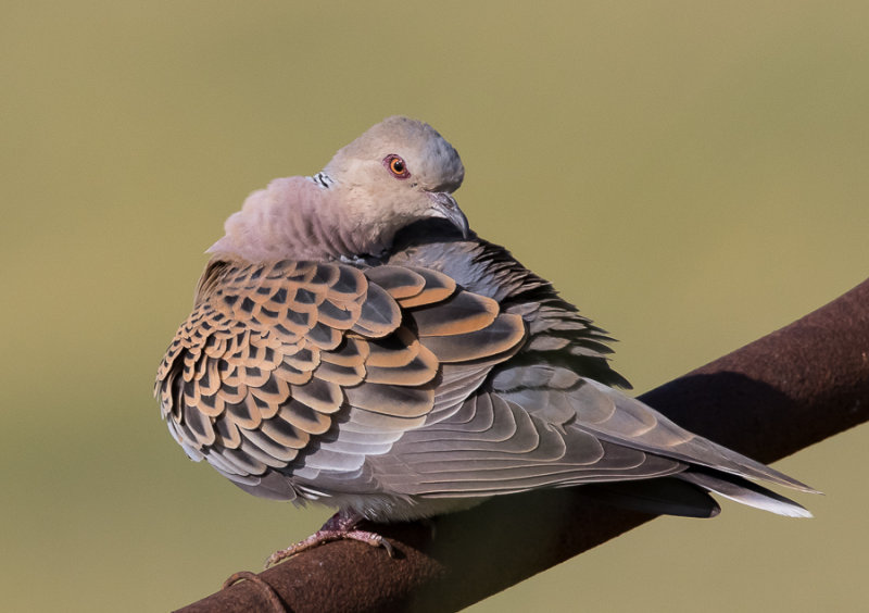 Turtle Dove