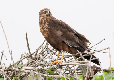 Marsh Harrier