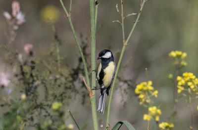 Great tit