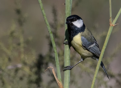 Great tit