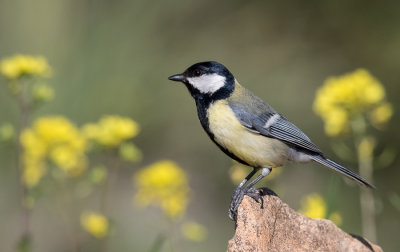 Great tit