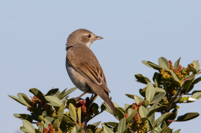 Whitethroat