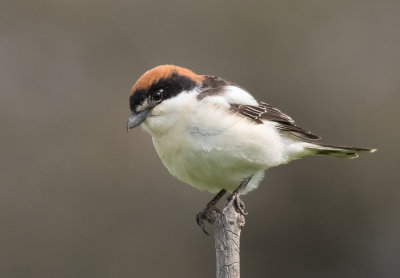 Woodchat Shrike