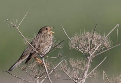 Corn Bunting