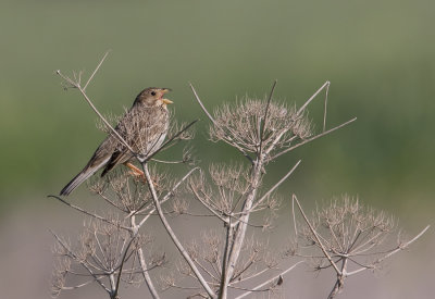 Corn Bunting