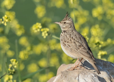 Crested Lark