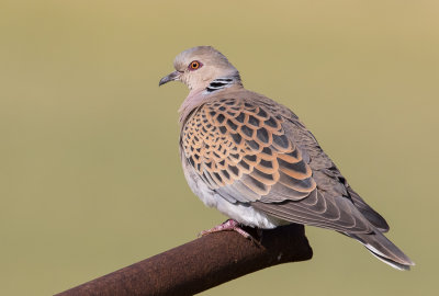 Turtle Dove