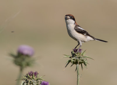 Woodchat Shrike