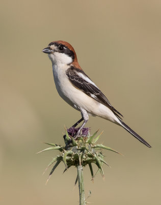 Woodchat Shrike