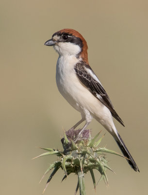 Woodchat Shrike