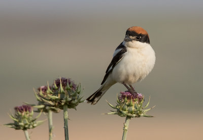 Woodchat Shrike