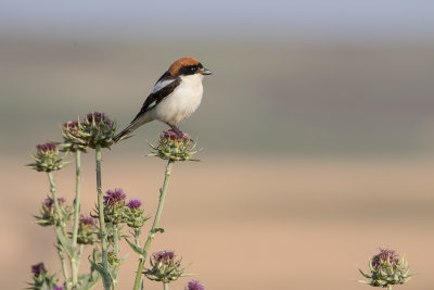 Woodchat Shrike