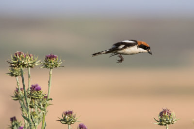 Woodchat Shrike