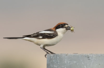 Woodchat Shrike