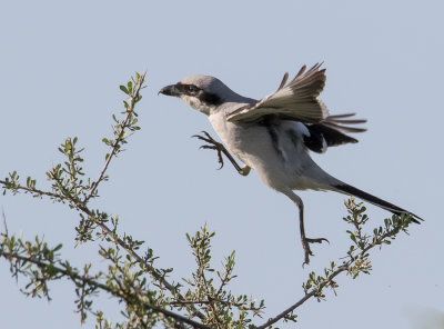 Great-gray Shrike
