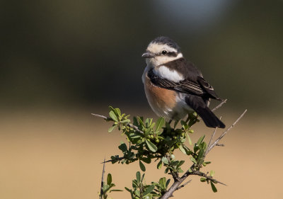 Masked Shrike