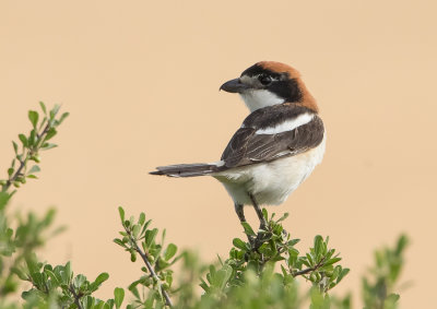 Woodchat Shrike