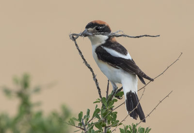 Woodchat Shrike