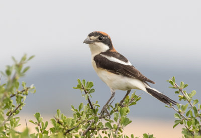 Woodchat Shrike