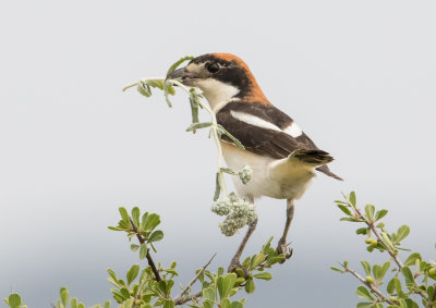 Woodchat Shrike