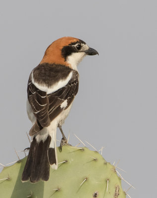 Woodchat Shrike