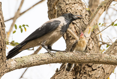 Great Spotted Cuckoo + Corvus cornix