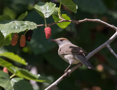 Blackcap