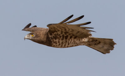 Short Toed Eagle 4-5/ 2017 חוויאים