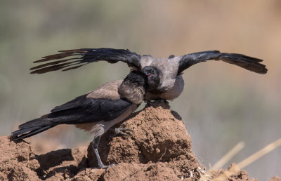 Hooded Crow