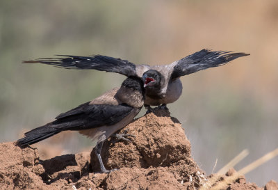 Hooded Crow