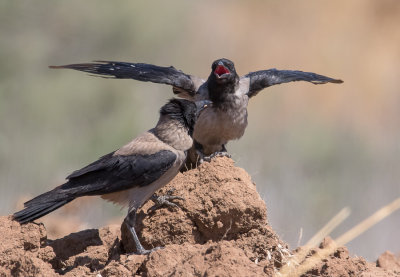 Hooded Crow