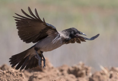 Hooded Crow