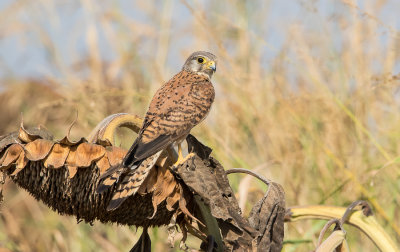 Common Kestrel